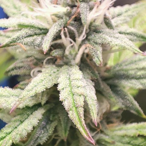Moby-D growlog timeline photo