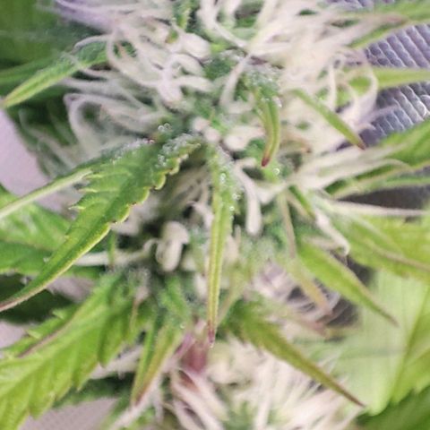 Moby-D growlog timeline photo