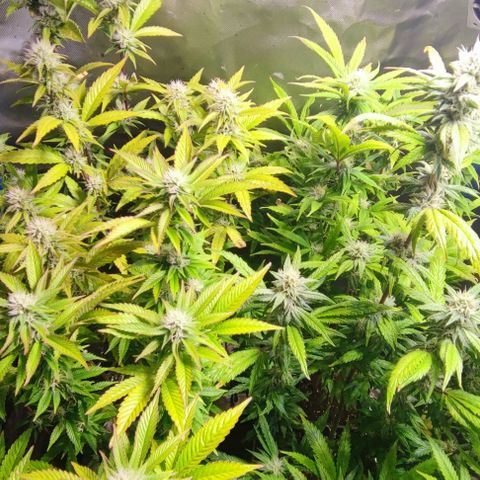 Moby-D growlog timeline photo