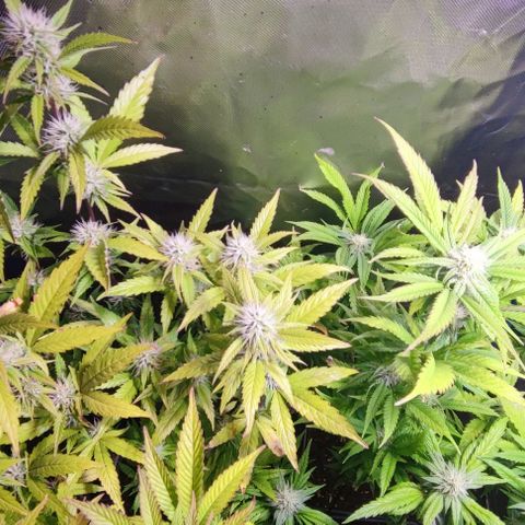 Moby-D growlog timeline photo