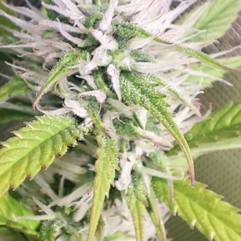 Moby-D growlog timeline photo