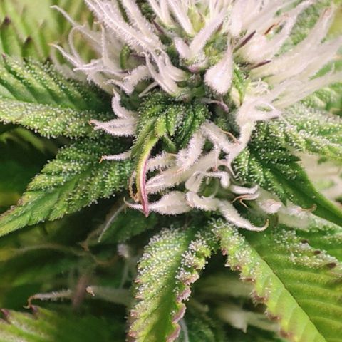 Moby-D growlog timeline photo