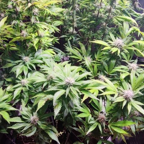 Moby-D growlog timeline photo