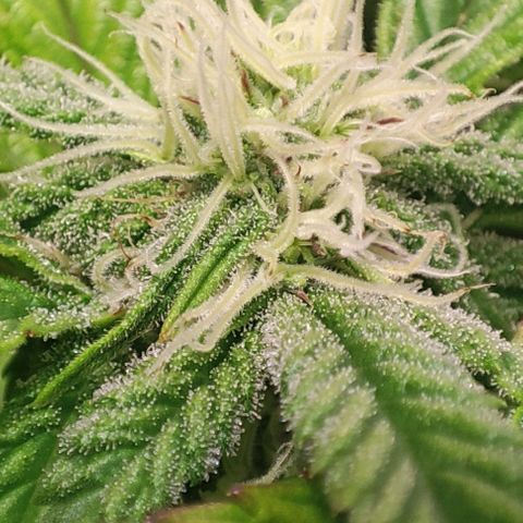 Moby-D growlog timeline photo