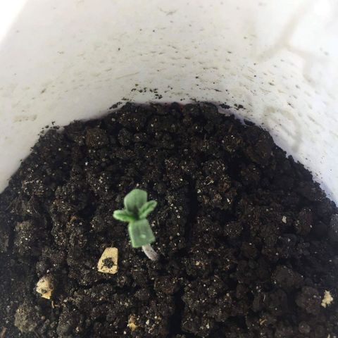 auto pablo escobar growlog timeline photo