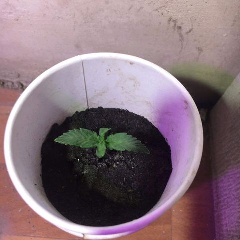 auto pablo escobar growlog timeline photo