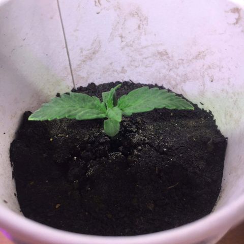 auto pablo escobar growlog timeline photo