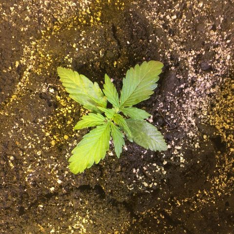 auto pablo escobar growlog timeline photo