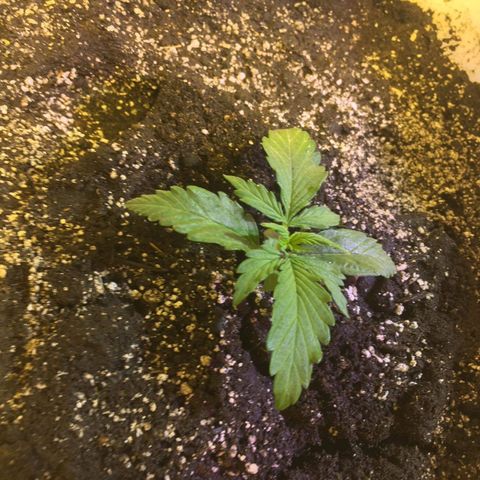 auto pablo escobar growlog timeline photo