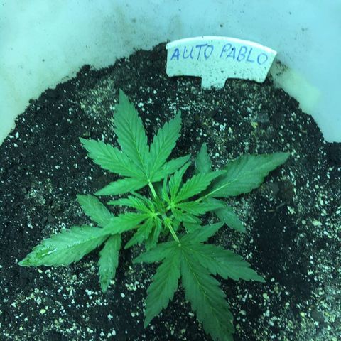 auto pablo escobar growlog timeline photo