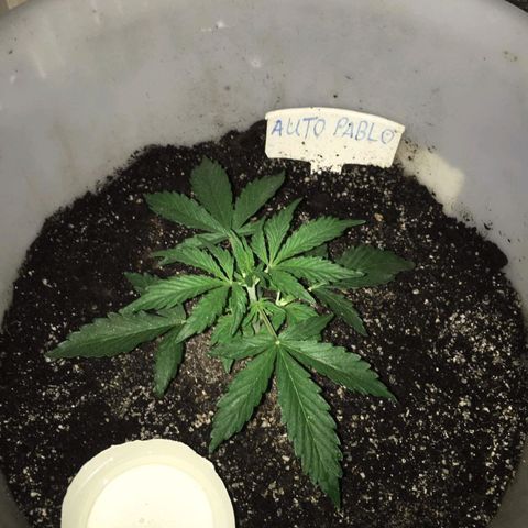 auto pablo escobar growlog timeline photo