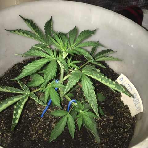 auto pablo escobar growlog timeline photo