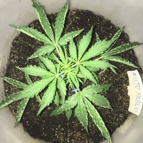 auto pablo escobar growlog timeline photo