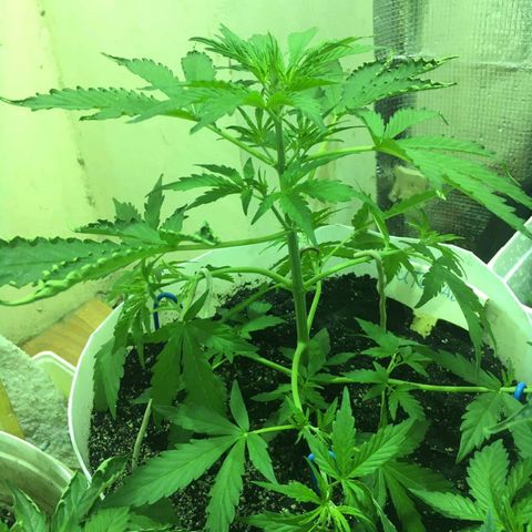 auto pablo escobar growlog timeline photo