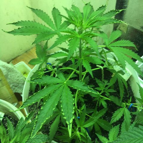 auto pablo escobar growlog timeline photo