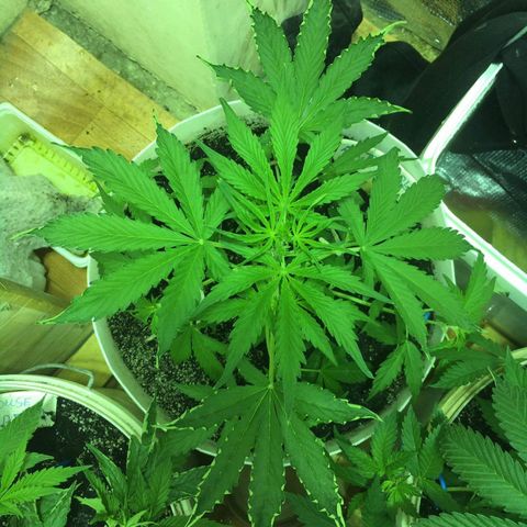 auto pablo escobar growlog timeline photo