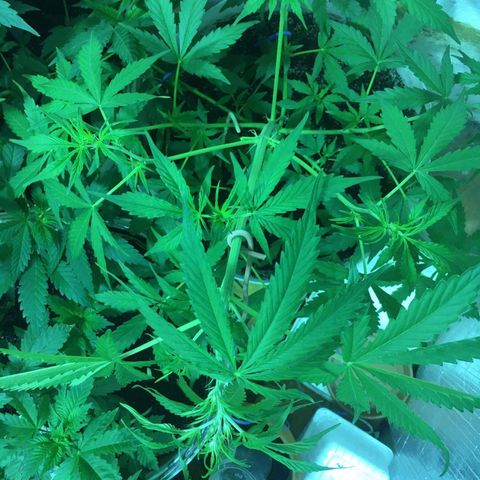 auto pablo escobar growlog timeline photo
