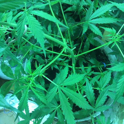 auto pablo escobar growlog timeline photo