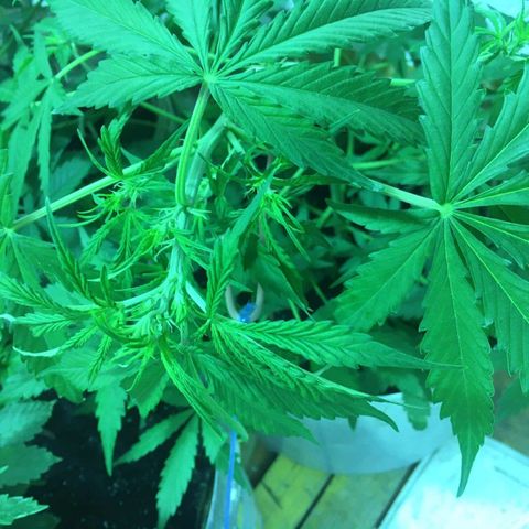 auto pablo escobar growlog timeline photo