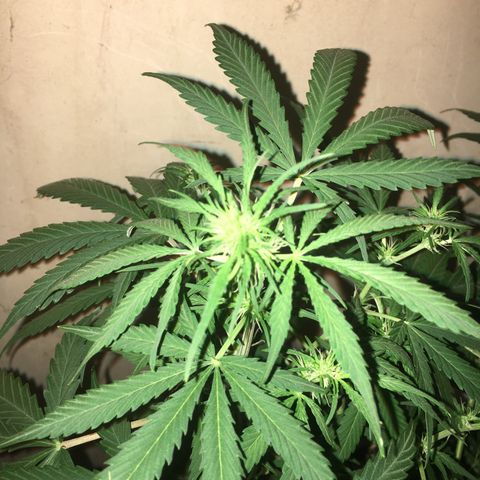 auto pablo escobar growlog timeline photo