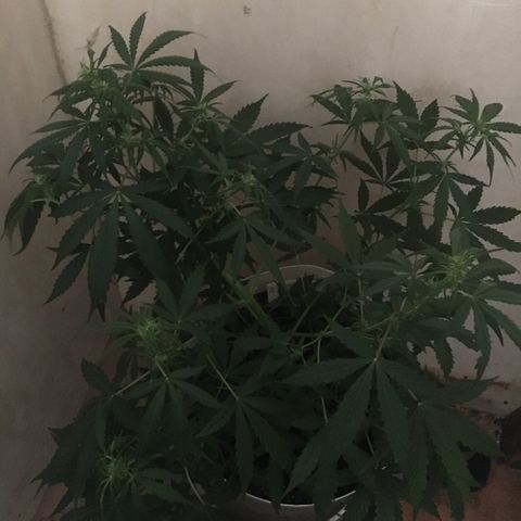 auto pablo escobar growlog timeline photo
