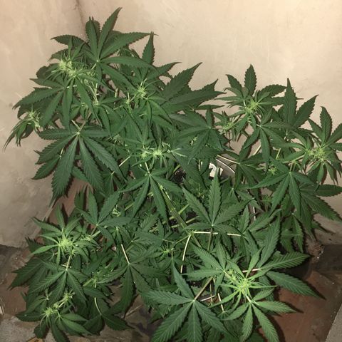 auto pablo escobar growlog timeline photo