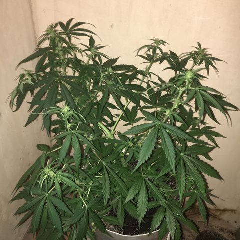 auto pablo escobar growlog timeline photo