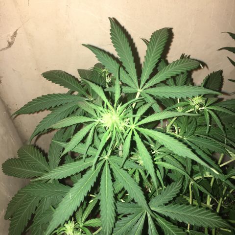 auto pablo escobar growlog timeline photo