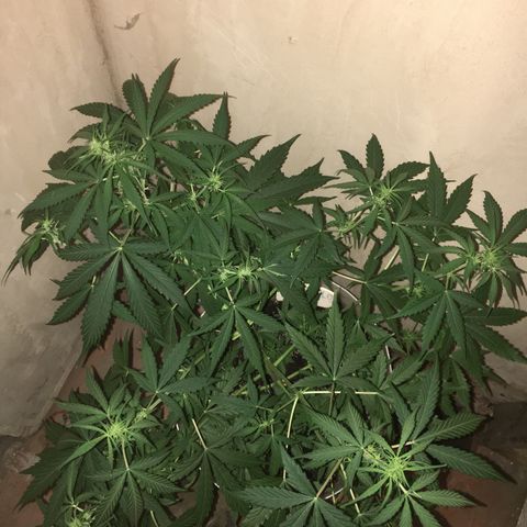 auto pablo escobar growlog timeline photo