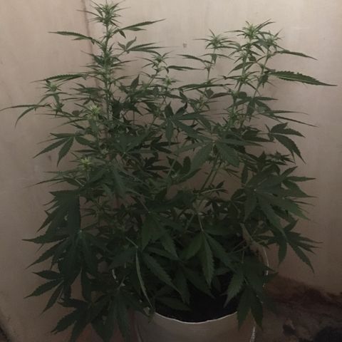 auto pablo escobar growlog timeline photo