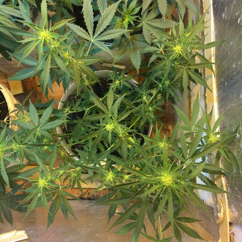 auto pablo escobar growlog timeline photo