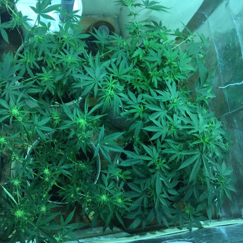 auto pablo escobar growlog timeline photo