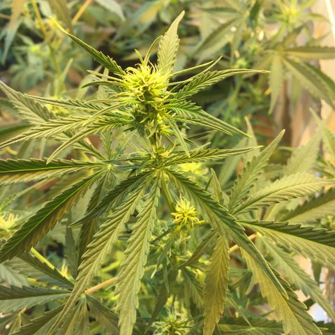 auto pablo escobar growlog timeline photo