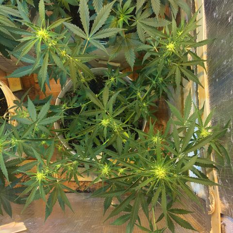 auto pablo escobar growlog timeline photo