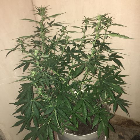 auto pablo escobar growlog timeline photo