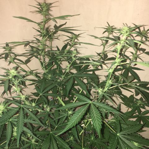 auto pablo escobar growlog timeline photo