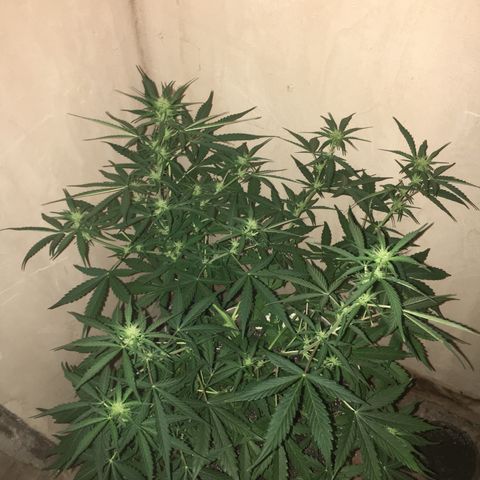 auto pablo escobar growlog timeline photo