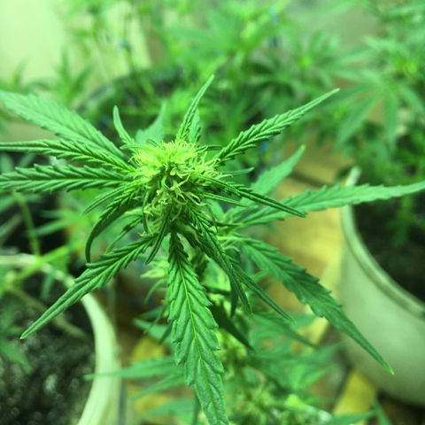 auto pablo escobar growlog timeline photo