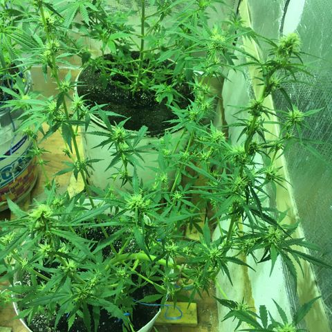 auto pablo escobar growlog timeline photo