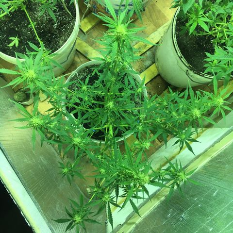 auto pablo escobar growlog timeline photo