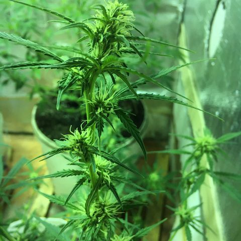 auto pablo escobar growlog timeline photo