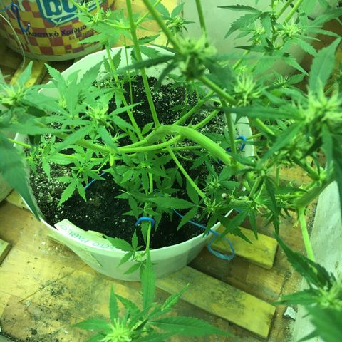 auto pablo escobar growlog timeline photo