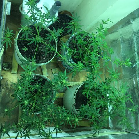 auto pablo escobar growlog timeline photo