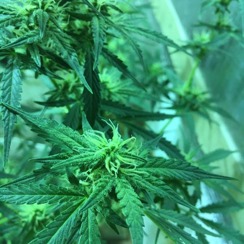 auto pablo escobar growlog timeline photo