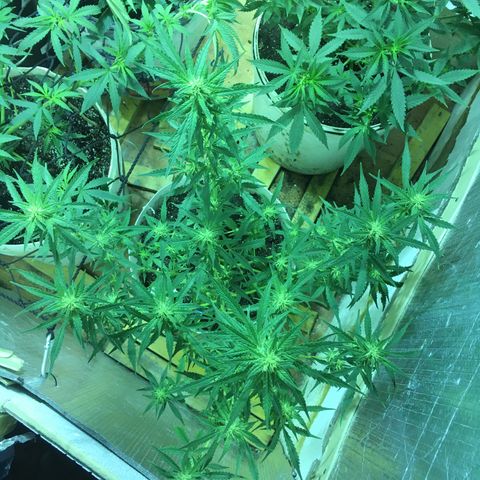auto pablo escobar growlog timeline photo