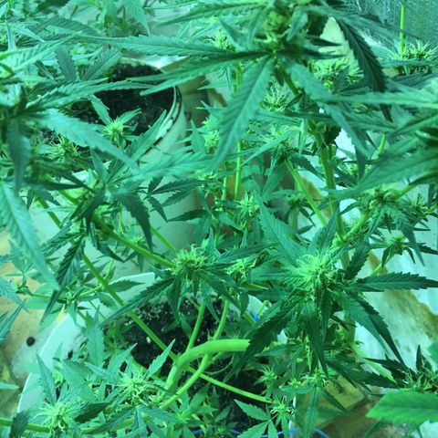 auto pablo escobar growlog timeline photo