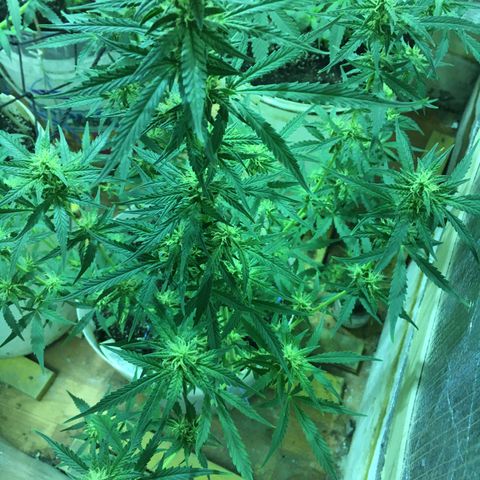 auto pablo escobar growlog timeline photo