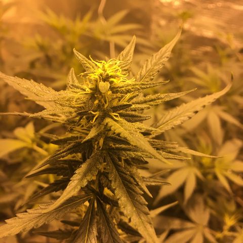auto pablo escobar growlog timeline photo