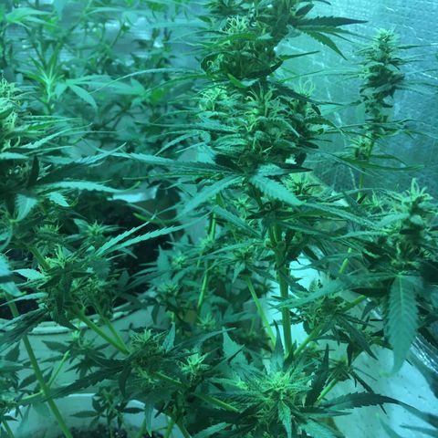 auto pablo escobar growlog timeline photo