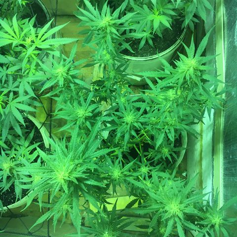 auto pablo escobar growlog timeline photo